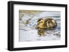 Wyoming, Sublette County, a Duckling Swims Amongst the Duckweed-Elizabeth Boehm-Framed Photographic Print