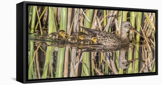 Wyoming, Sublette County, a Family of Gadwall Ducks Swim in a Cattail Marsh-Elizabeth Boehm-Framed Stretched Canvas