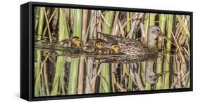 Wyoming, Sublette County, a Family of Gadwall Ducks Swim in a Cattail Marsh-Elizabeth Boehm-Framed Stretched Canvas