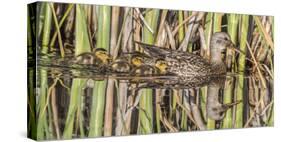 Wyoming, Sublette County, a Family of Gadwall Ducks Swim in a Cattail Marsh-Elizabeth Boehm-Stretched Canvas