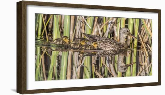 Wyoming, Sublette County, a Family of Gadwall Ducks Swim in a Cattail Marsh-Elizabeth Boehm-Framed Photographic Print