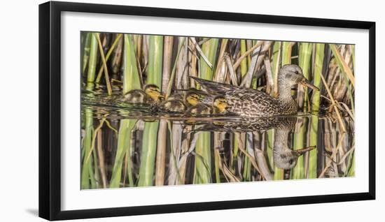 Wyoming, Sublette County, a Family of Gadwall Ducks Swim in a Cattail Marsh-Elizabeth Boehm-Framed Photographic Print