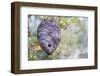 Wyoming, Sublette County, a Hornet's Nest Hangs from a Tree in the Autumn-Elizabeth Boehm-Framed Photographic Print