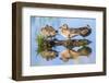 Wyoming, Sublette County, a Juvenile Cinnamon Teal Rest on a Small Mud Island in a Pond-Elizabeth Boehm-Framed Photographic Print