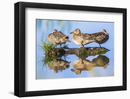 Wyoming, Sublette County, a Juvenile Cinnamon Teal Rest on a Small Mud Island in a Pond-Elizabeth Boehm-Framed Photographic Print