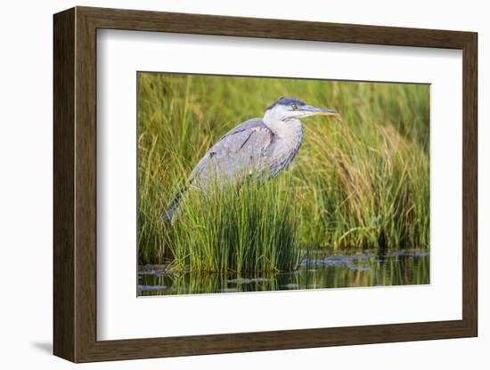 Wyoming, Sublette County, a Juvenile Great Blue Heron Forages for Food-Elizabeth Boehm-Framed Photographic Print