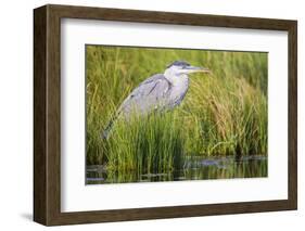 Wyoming, Sublette County, a Juvenile Great Blue Heron Forages for Food-Elizabeth Boehm-Framed Photographic Print