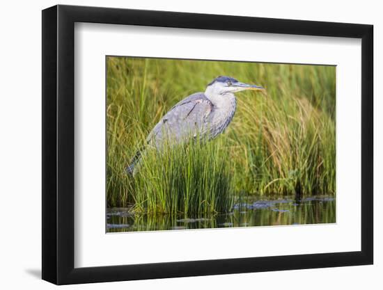 Wyoming, Sublette County, a Juvenile Great Blue Heron Forages for Food-Elizabeth Boehm-Framed Photographic Print