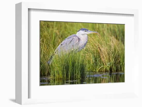 Wyoming, Sublette County, a Juvenile Great Blue Heron Forages for Food-Elizabeth Boehm-Framed Photographic Print