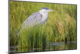 Wyoming, Sublette County, a Juvenile Great Blue Heron Forages for Food-Elizabeth Boehm-Mounted Photographic Print