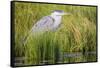 Wyoming, Sublette County, a Juvenile Great Blue Heron Forages for Food-Elizabeth Boehm-Framed Stretched Canvas