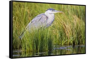 Wyoming, Sublette County, a Juvenile Great Blue Heron Forages for Food-Elizabeth Boehm-Framed Stretched Canvas