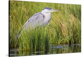 Wyoming, Sublette County, a Juvenile Great Blue Heron Forages for Food-Elizabeth Boehm-Stretched Canvas