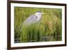 Wyoming, Sublette County, a Juvenile Great Blue Heron Forages for Food-Elizabeth Boehm-Framed Photographic Print