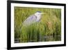 Wyoming, Sublette County, a Juvenile Great Blue Heron Forages for Food-Elizabeth Boehm-Framed Photographic Print