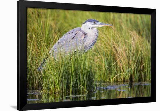 Wyoming, Sublette County, a Juvenile Great Blue Heron Forages for Food-Elizabeth Boehm-Framed Photographic Print