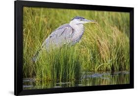 Wyoming, Sublette County, a Juvenile Great Blue Heron Forages for Food-Elizabeth Boehm-Framed Photographic Print