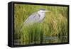 Wyoming, Sublette County, a Juvenile Great Blue Heron Forages for Food-Elizabeth Boehm-Framed Stretched Canvas