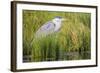 Wyoming, Sublette County, a Juvenile Great Blue Heron Forages for Food-Elizabeth Boehm-Framed Photographic Print