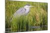 Wyoming, Sublette County, a Juvenile Great Blue Heron Forages for Food-Elizabeth Boehm-Mounted Photographic Print