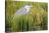 Wyoming, Sublette County, a Juvenile Great Blue Heron Forages for Food-Elizabeth Boehm-Stretched Canvas