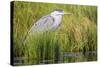 Wyoming, Sublette County, a Juvenile Great Blue Heron Forages for Food-Elizabeth Boehm-Stretched Canvas