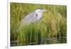 Wyoming, Sublette County, a Juvenile Great Blue Heron Forages for Food-Elizabeth Boehm-Framed Photographic Print