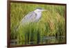 Wyoming, Sublette County, a Juvenile Great Blue Heron Forages for Food-Elizabeth Boehm-Framed Photographic Print