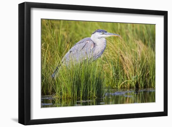 Wyoming, Sublette County, a Juvenile Great Blue Heron Forages for Food-Elizabeth Boehm-Framed Photographic Print