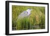 Wyoming, Sublette County, a Juvenile Great Blue Heron Forages for Food-Elizabeth Boehm-Framed Photographic Print