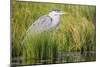 Wyoming, Sublette County, a Juvenile Great Blue Heron Forages for Food-Elizabeth Boehm-Mounted Photographic Print