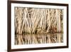 Wyoming, Sublette County, a Pair of Cinnamon Teal Hide in a Cattail Pond-Elizabeth Boehm-Framed Photographic Print