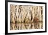 Wyoming, Sublette County, a Pair of Cinnamon Teal Hide in a Cattail Pond-Elizabeth Boehm-Framed Photographic Print