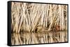 Wyoming, Sublette County, a Pair of Cinnamon Teal Hide in a Cattail Pond-Elizabeth Boehm-Framed Stretched Canvas