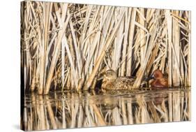 Wyoming, Sublette County, a Pair of Cinnamon Teal Hide in a Cattail Pond-Elizabeth Boehm-Stretched Canvas
