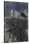 Wyoming, Sublette County, a Pair of Osprey with their Chick Stand on a Stick Nest-Elizabeth Boehm-Stretched Canvas