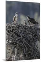 Wyoming, Sublette County, a Pair of Osprey with their Chick Stand on a Stick Nest-Elizabeth Boehm-Mounted Premium Photographic Print