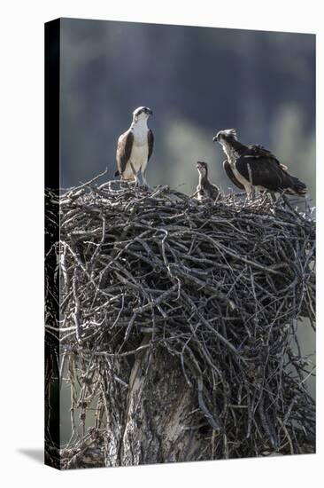 Wyoming, Sublette County, a Pair of Osprey with their Chick Stand on a Stick Nest-Elizabeth Boehm-Stretched Canvas