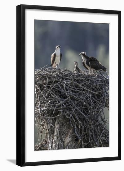 Wyoming, Sublette County, a Pair of Osprey with their Chick Stand on a Stick Nest-Elizabeth Boehm-Framed Photographic Print