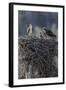 Wyoming, Sublette County, a Pair of Osprey with their Chick Stand on a Stick Nest-Elizabeth Boehm-Framed Photographic Print