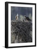 Wyoming, Sublette County, a Pair of Osprey with their Chick Stand on a Stick Nest-Elizabeth Boehm-Framed Premium Photographic Print