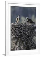 Wyoming, Sublette County, a Pair of Osprey with their Chick Stand on a Stick Nest-Elizabeth Boehm-Framed Photographic Print