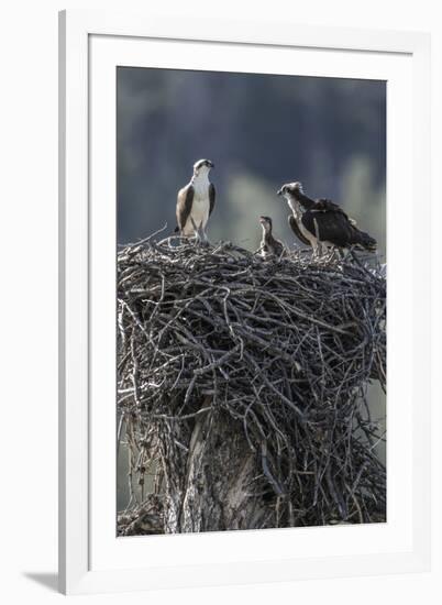 Wyoming, Sublette County, a Pair of Osprey with their Chick Stand on a Stick Nest-Elizabeth Boehm-Framed Photographic Print