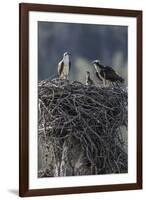 Wyoming, Sublette County, a Pair of Osprey with their Chick Stand on a Stick Nest-Elizabeth Boehm-Framed Photographic Print