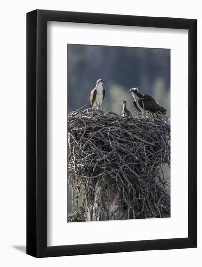 Wyoming, Sublette County, a Pair of Osprey with their Chick Stand on a Stick Nest-Elizabeth Boehm-Framed Photographic Print