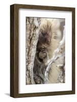 Wyoming, Sublette County, a Porcupine Peers from the Trunk of a Cottonwood Tree-Elizabeth Boehm-Framed Photographic Print