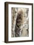 Wyoming, Sublette County, a Porcupine Peers from the Trunk of a Cottonwood Tree-Elizabeth Boehm-Framed Photographic Print