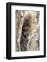 Wyoming, Sublette County, a Porcupine Peers from the Trunk of a Cottonwood Tree-Elizabeth Boehm-Framed Photographic Print