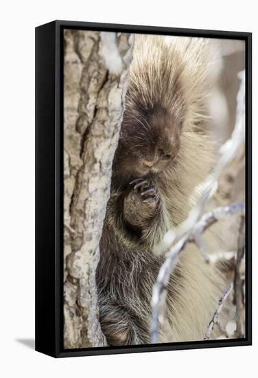 Wyoming, Sublette County, a Porcupine Peers from the Trunk of a Cottonwood Tree-Elizabeth Boehm-Framed Stretched Canvas