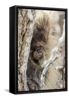 Wyoming, Sublette County, a Porcupine Peers from the Trunk of a Cottonwood Tree-Elizabeth Boehm-Framed Stretched Canvas